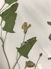 Convolvulus arvensis