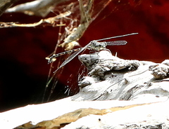 Ecchlorolestes peringueyi