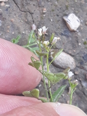 Capsella bursa-pastoris