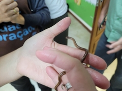 Elapomorphus wuchereri