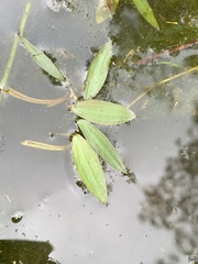 Potamogeton epihydrus