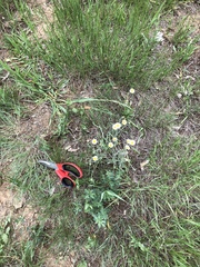 Erigeron flagellaris