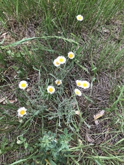 Erigeron flagellaris