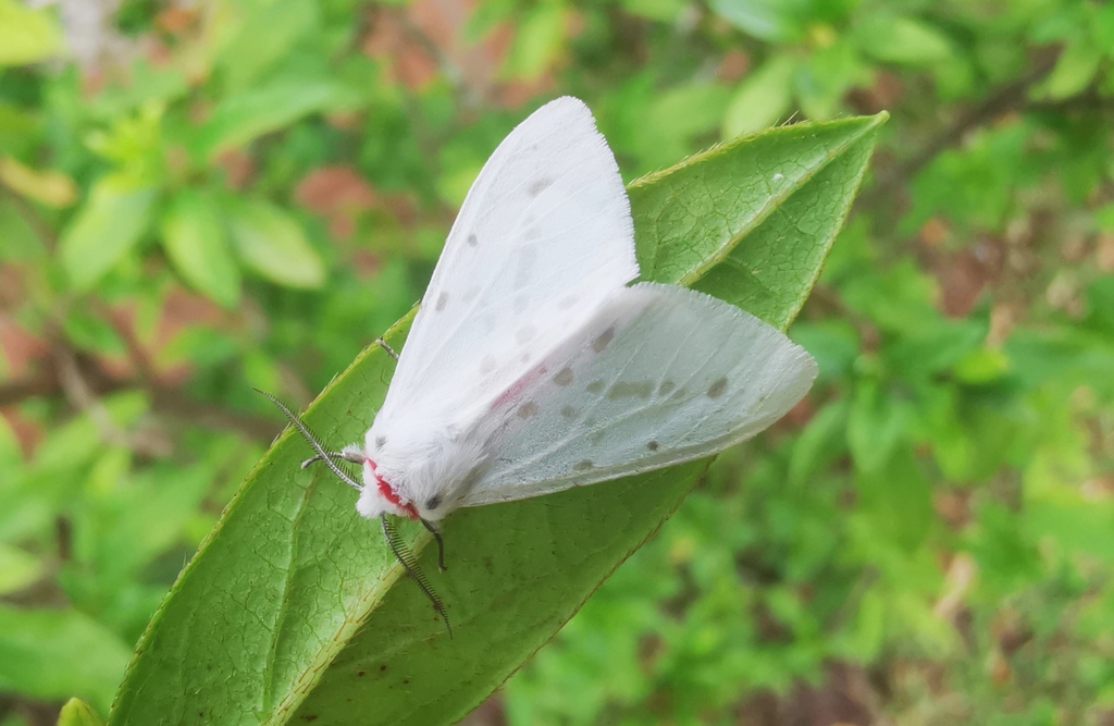 Lemyra melli