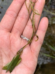 Potamogeton epihydrus