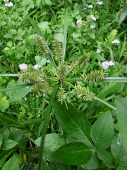 Cyperus cyperinus