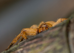 Heteropoda pingtungensis