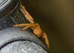Heteropoda pingtungensis