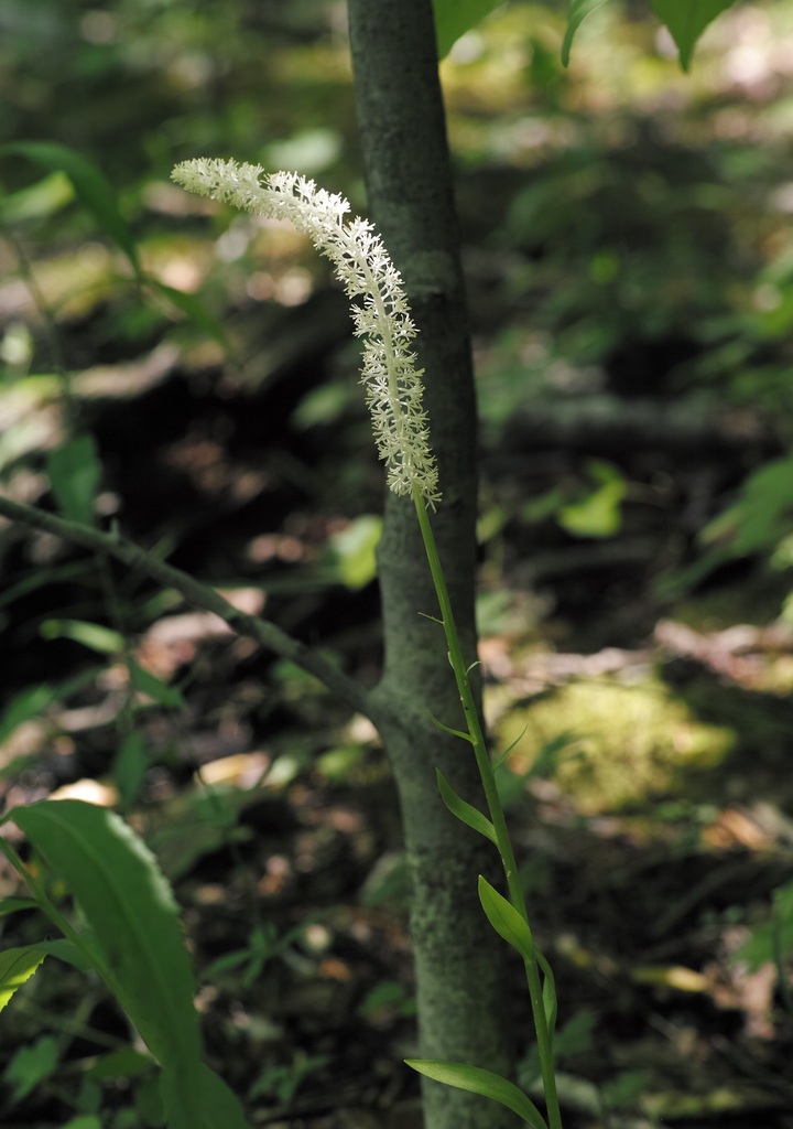 devil's bit from furnace run, cuyahoga valley national park, ohio on ...