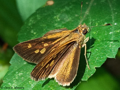 Cymaenes limae