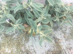 Angiospermae