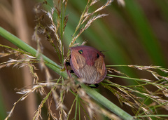 Chalcopis glandulosa