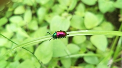 Platycorynus sauteri