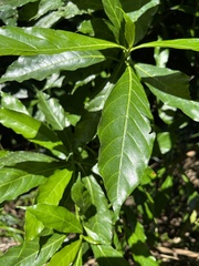 Tarenna pavettoides