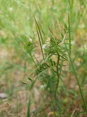 Vicia hirsuta