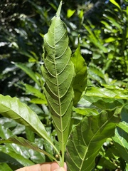 Tarenna pavettoides