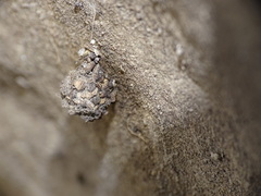 Hersiliola