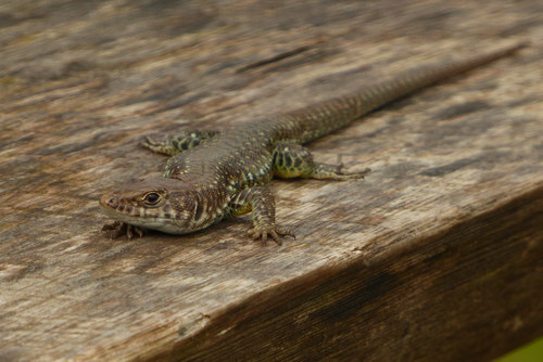 Jackson's Forest Lizard