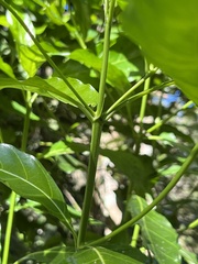 Tarenna pavettoides