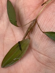 Potamogeton epihydrus
