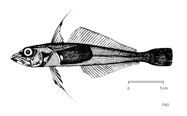 Longfin Icedevils