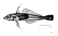 Longfin Icedevil photo 2