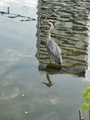 Ardea cinerea