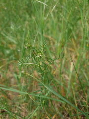 Vicia hirsuta