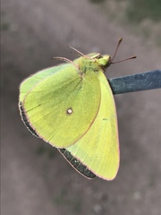 Colias occidentalis