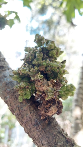 Image of Vasconcellea pubescens by (c) Juan Carlos Caicedo Hernández, some rights reserved (CC BY)