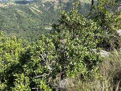 Pterocelastrus echinatus