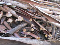 Mycena albidofusca