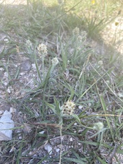 Plantago helleri