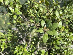 Pterocelastrus echinatus