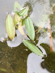 Potamogeton epihydrus