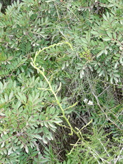 Asparagoideae