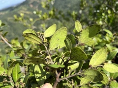 Pterocelastrus echinatus