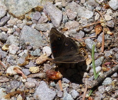 Junonia nigrosuffusa