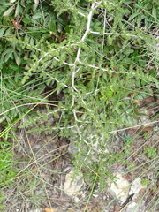 Asparagoideae