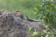 Trachylepis