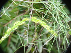 Asparagoideae