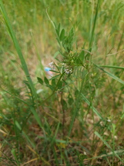 Vicia hirsuta