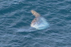 Mola