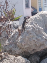 Sceloporus