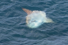 Mola