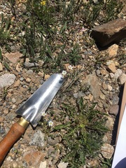 Cerastium beeringianum