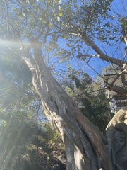 Ficus membranacea