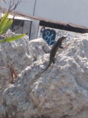 Sceloporus