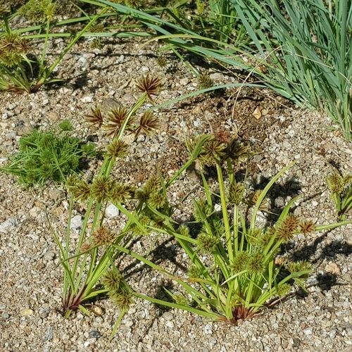 Cyperus compressus image