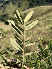 Anastrabe integerrima